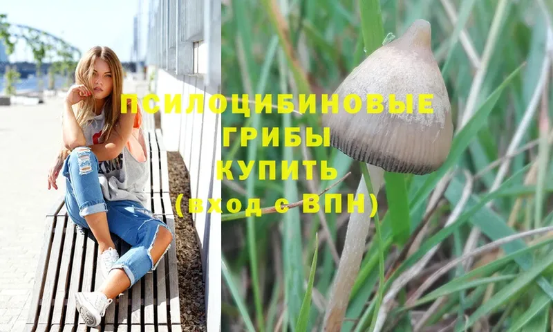 наркотики  Белогорск  Галлюциногенные грибы Magic Shrooms 